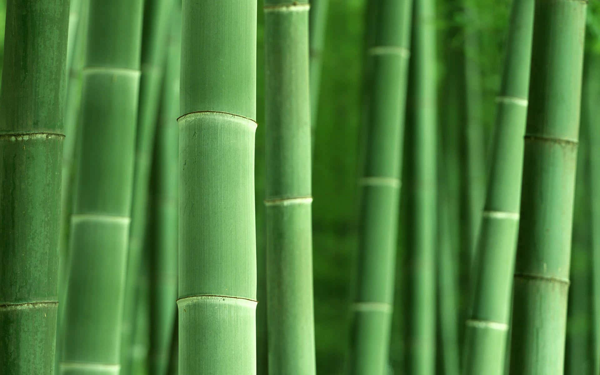 Image  Freshly harvested bamboo in Asia
