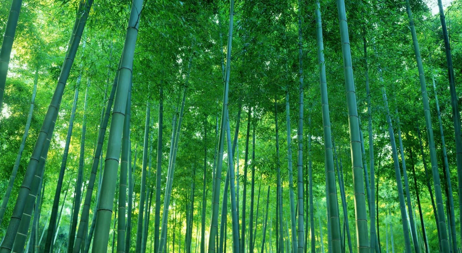 Unospolverio Di Alberi Di Bambù Punteggiano Uno Sfondo Verde Esotico.