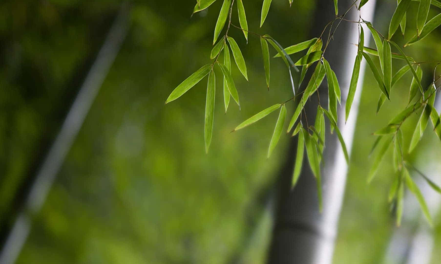 Oplevden Naturlige Skønhed Af En Baggrund Med Bambus.