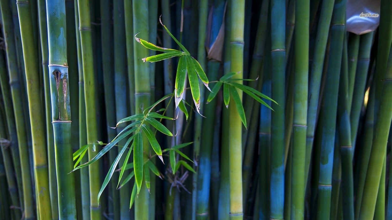 Nydet Fredfyldt Øjeblik I Naturen Omgivet Af Bambus Naturlige Skønhed.