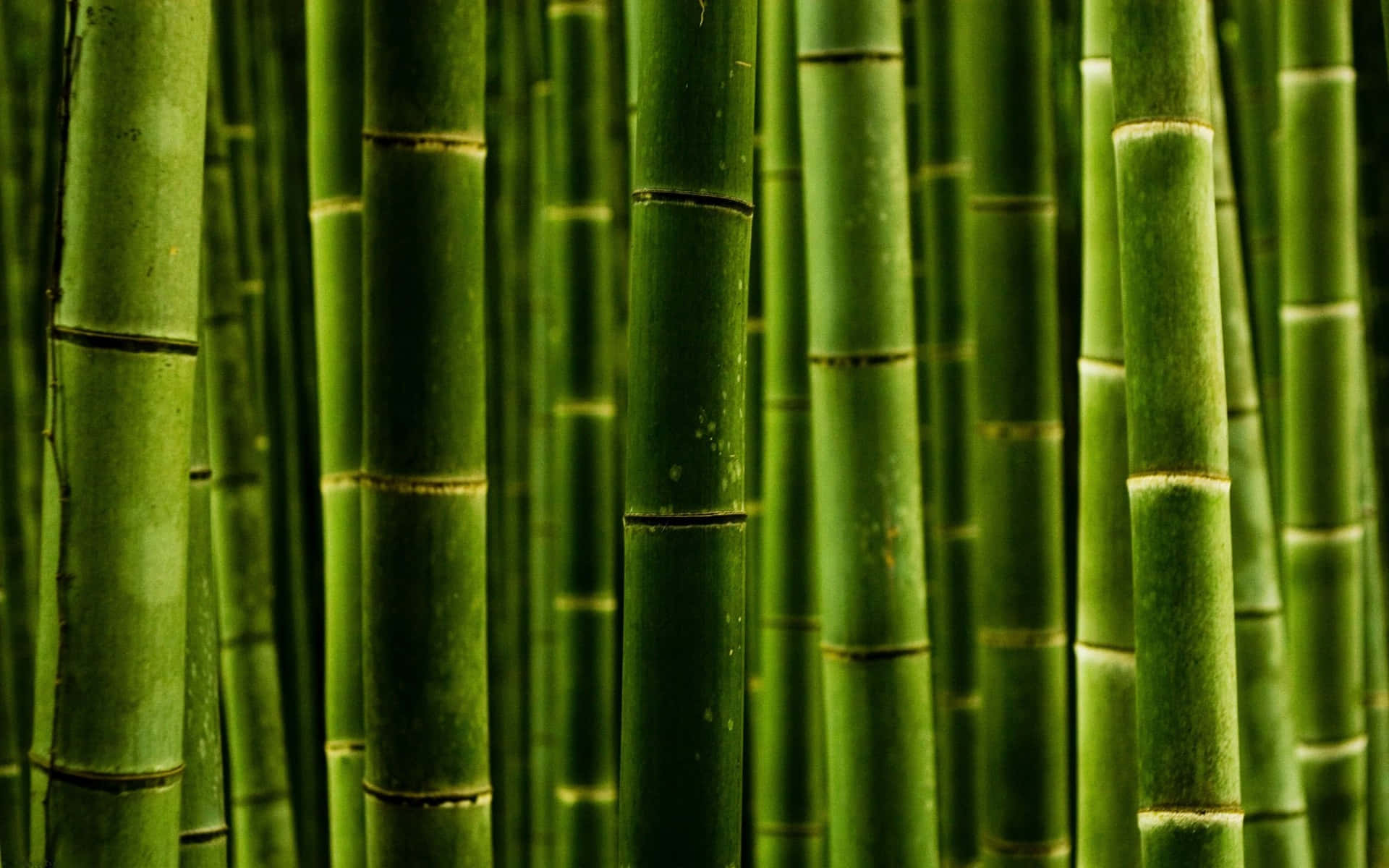Einefriedliche Außeneinstellung Mit Üppigen Grünen Bambusbäumen.