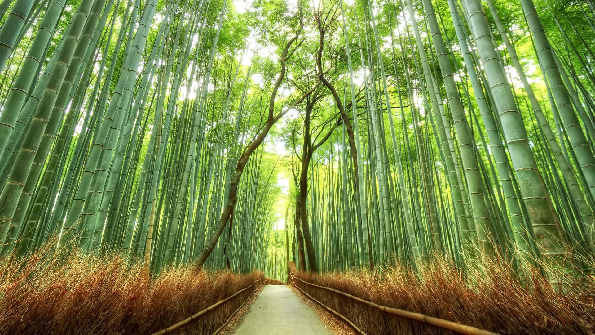 Enskov Af Bambustræer Med Rige Grønne Blade
