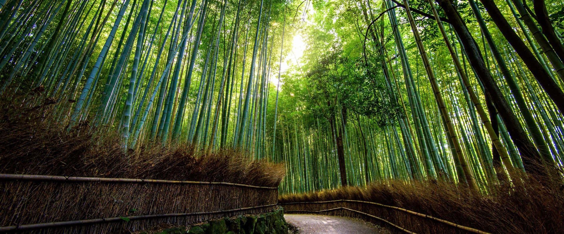 Serenaforesta Di Bambù