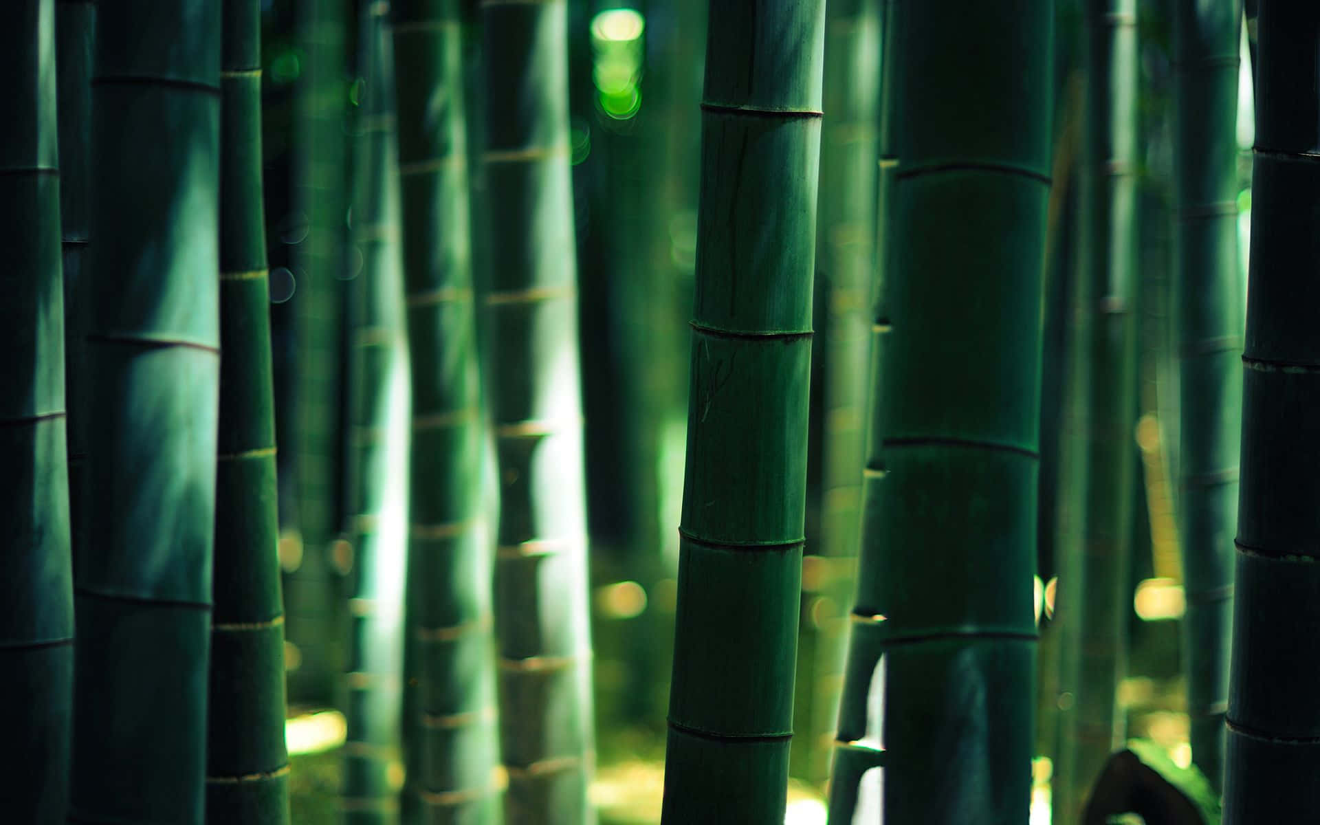 Bamboo Trees Growing in a Tropical Forest