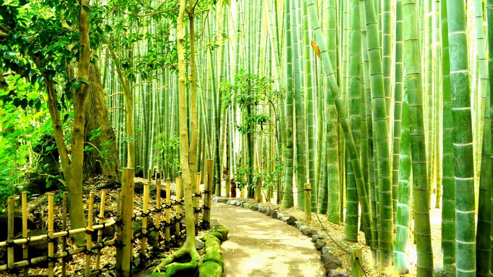 Aufrechtstehend Und Stolz Schafft Bambus Eine Ruhige Atmosphäre.