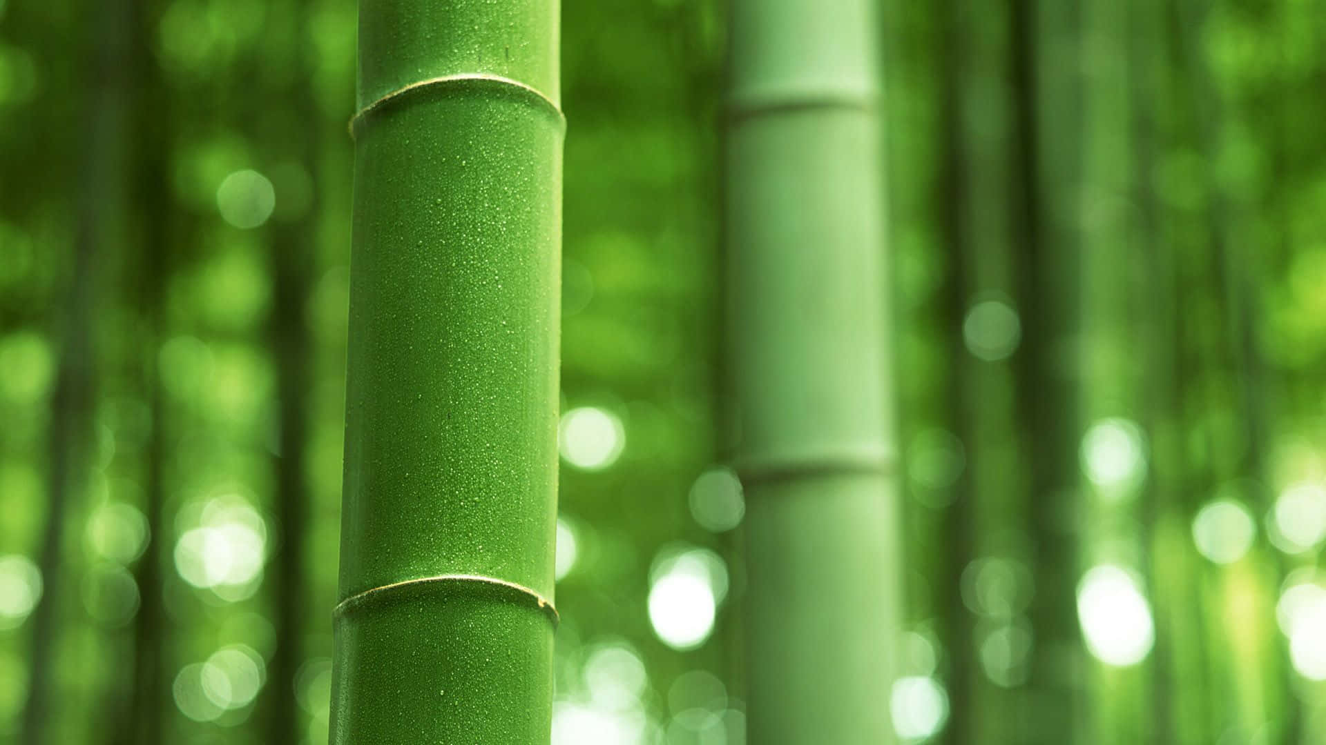A lush green bamboo stand growing in a tranquil forest