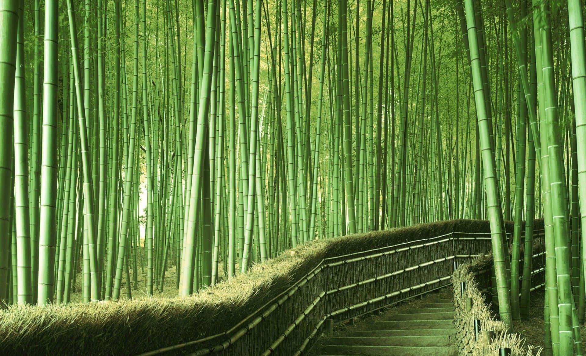Enhøj Og Stærk Bambusstilk, Der Skiller Sig Ud I Den Smukke Baggrund Af Naturen.