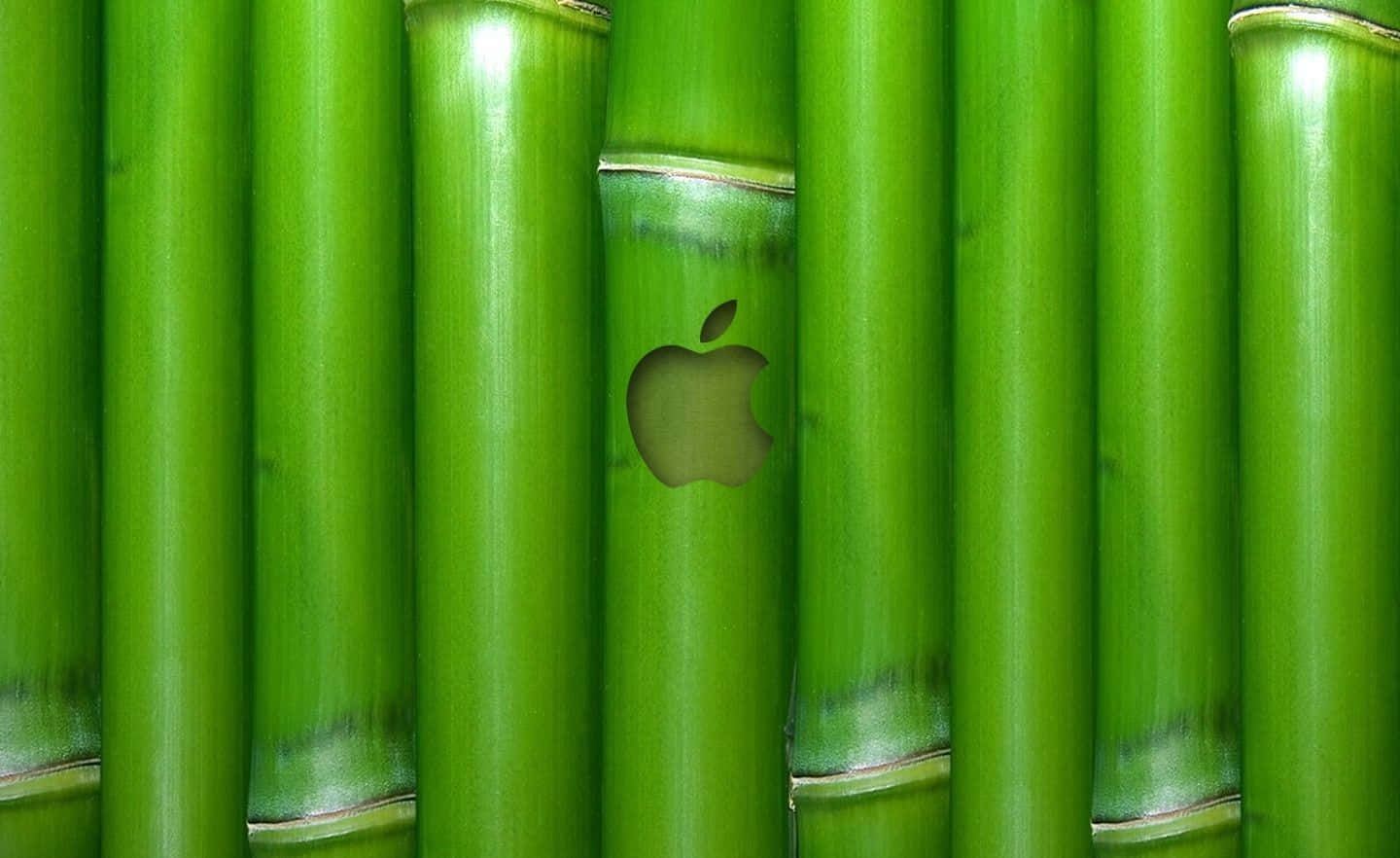 Bambustalkari Ett Lugnt Fält