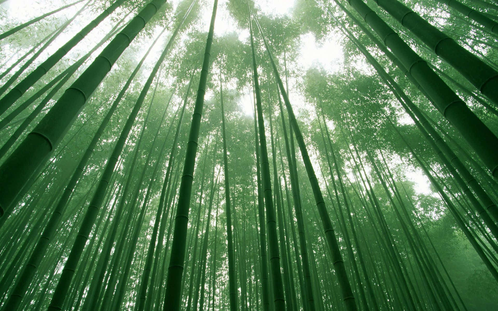 Saftigegrønne Bambusskud Skaber En Beroligende Atmosfære.