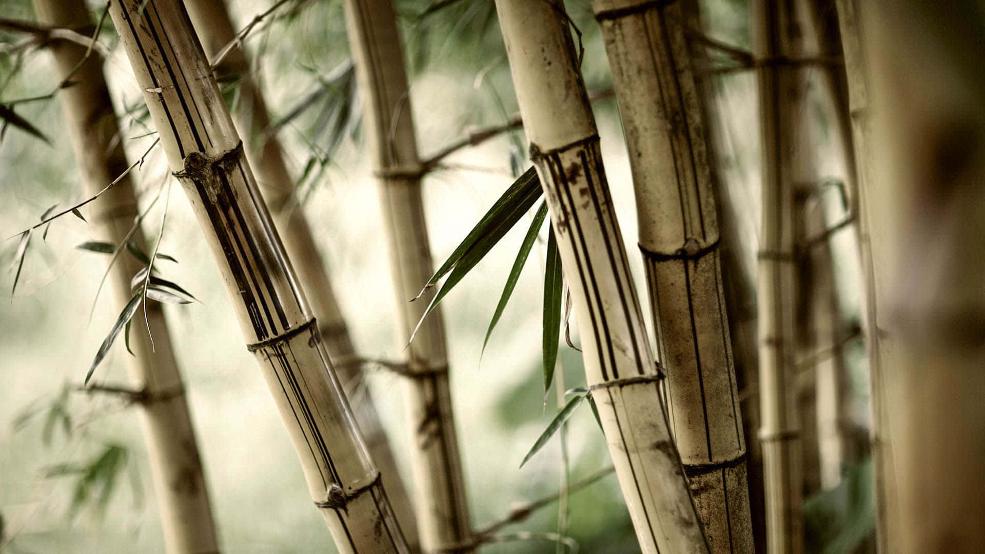 Etsmukt Landskab Af Grønne Bambusskud.