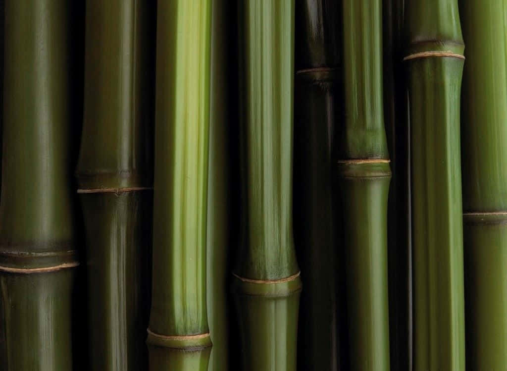 Imagemfloresta De Bambu De Manhã Cedo