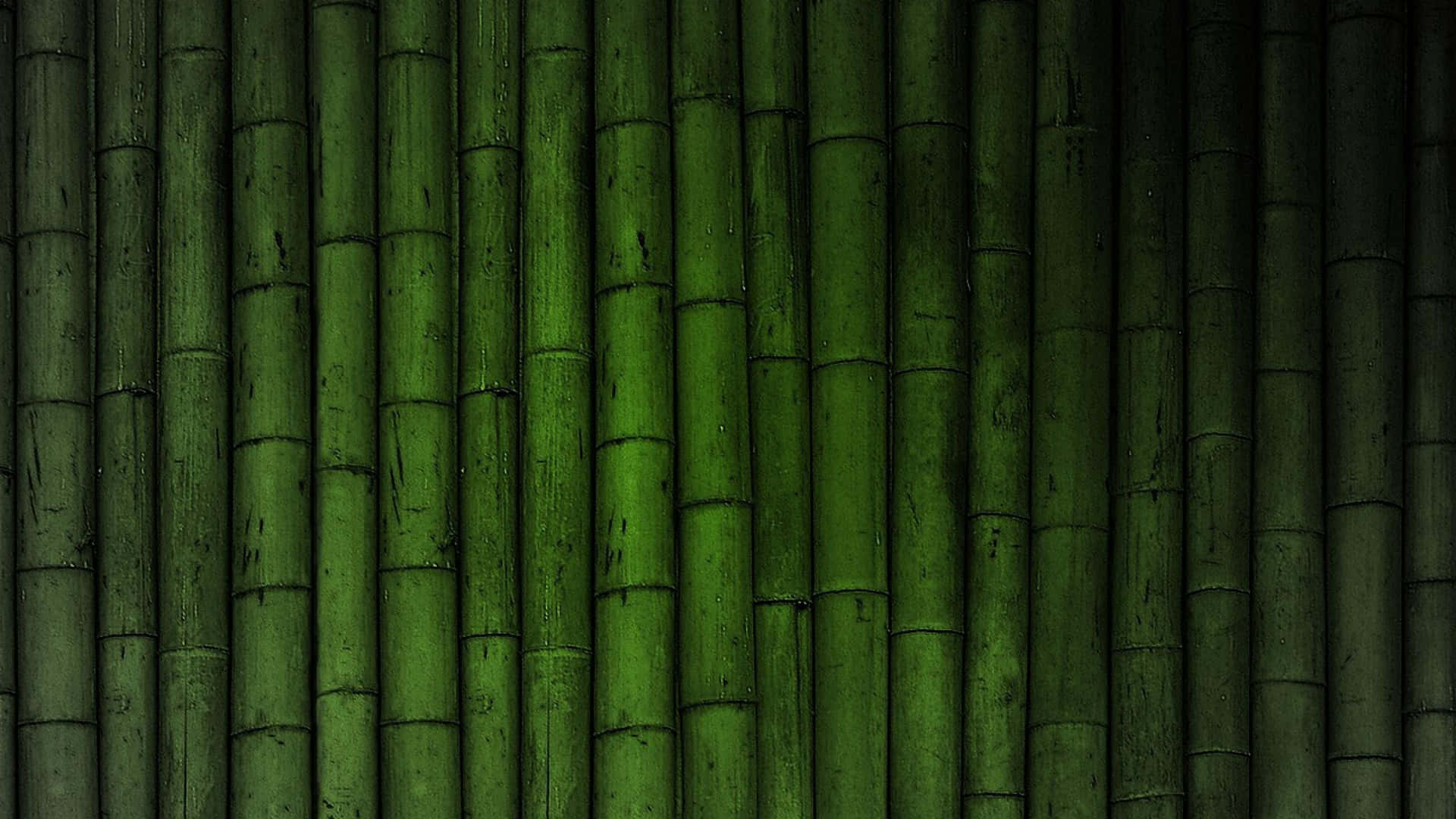 Bambusskovi En Frodig Omgivelse.