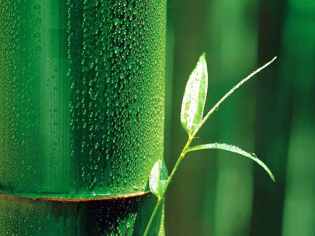 A Green Bamboo Stalk With Water Droplets On It