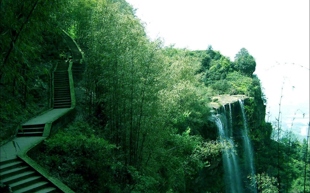 Einidyllischer Blick Auf Einen Bambuswald.