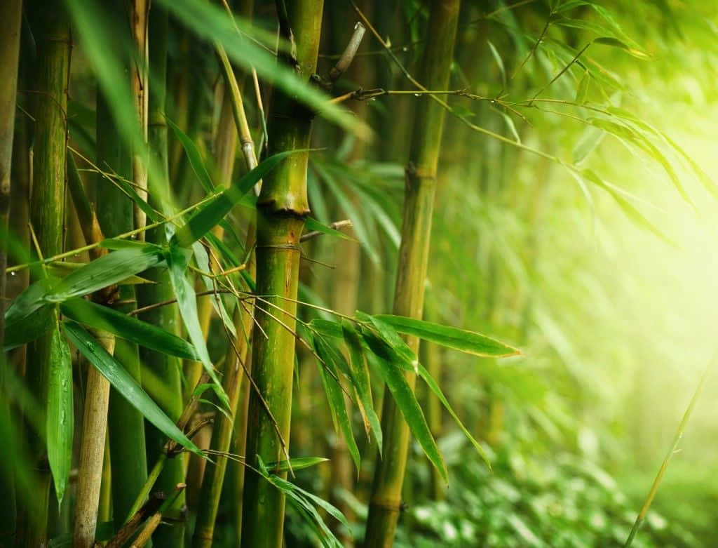 Enfräsch Och Naturlig Grön Bambubakgrund.