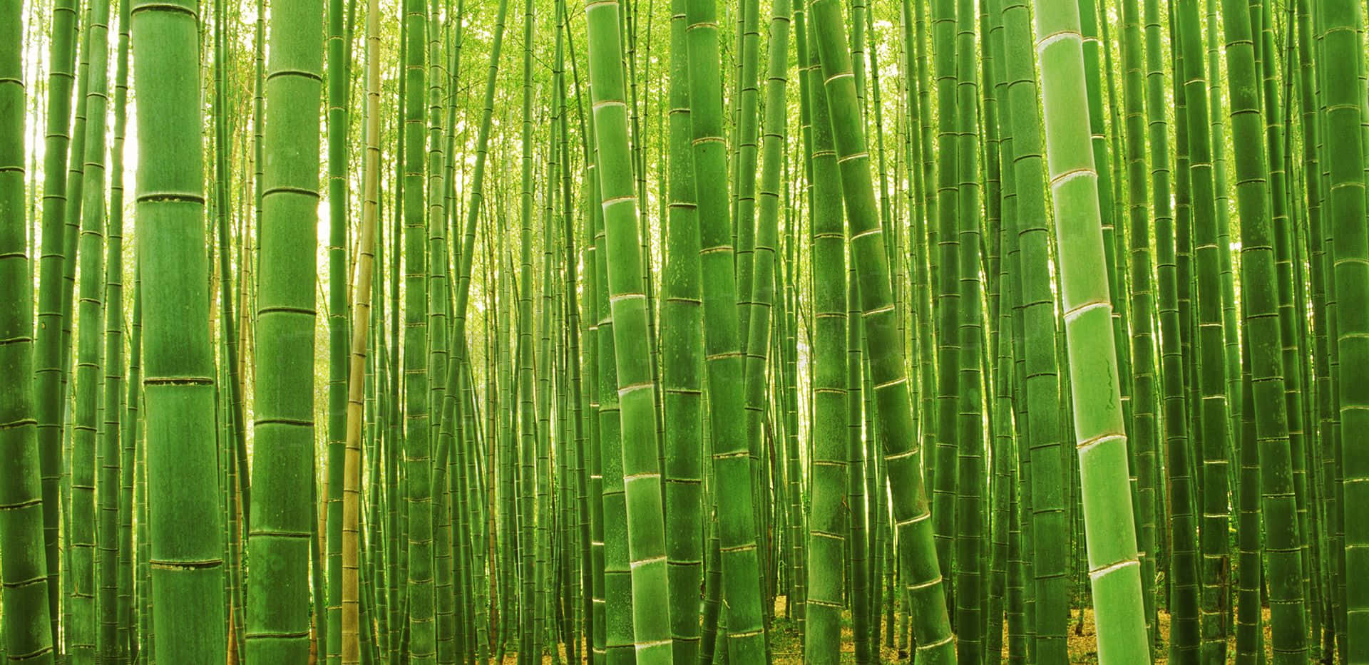 Bambusskovei Naturligt Habitat.