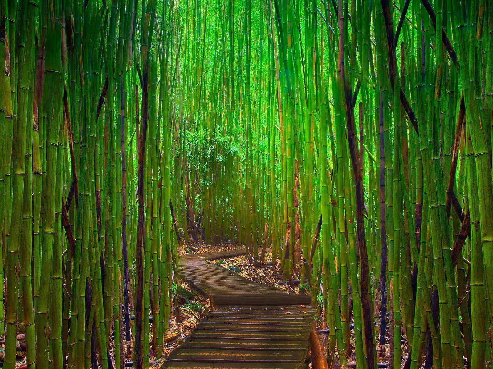 Forestadi Bambù - Un Sentiero Attraverso La Foresta Di Bambù Sfondo