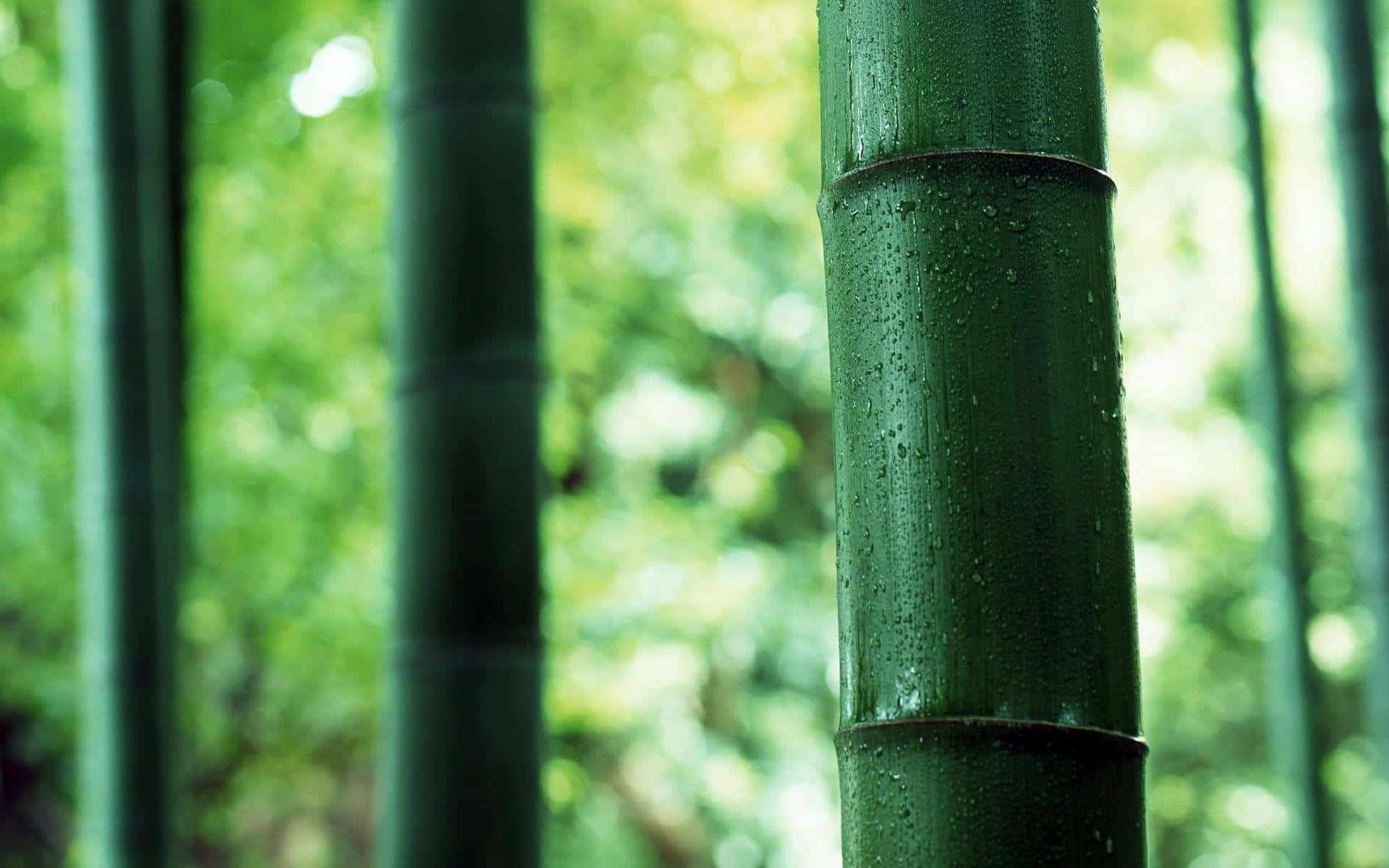 Alberidi Bambù Nella Foresta Sfondo