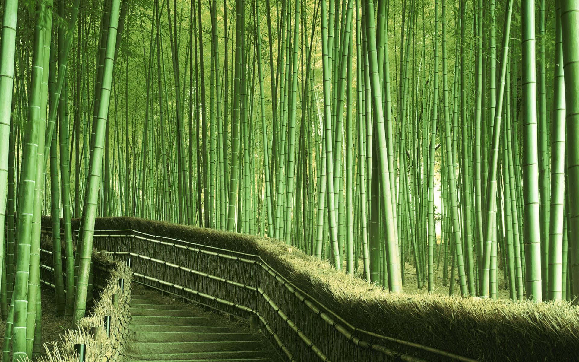 Pathway With Hay Surrounded By Bamboo Desktop Wallpaper