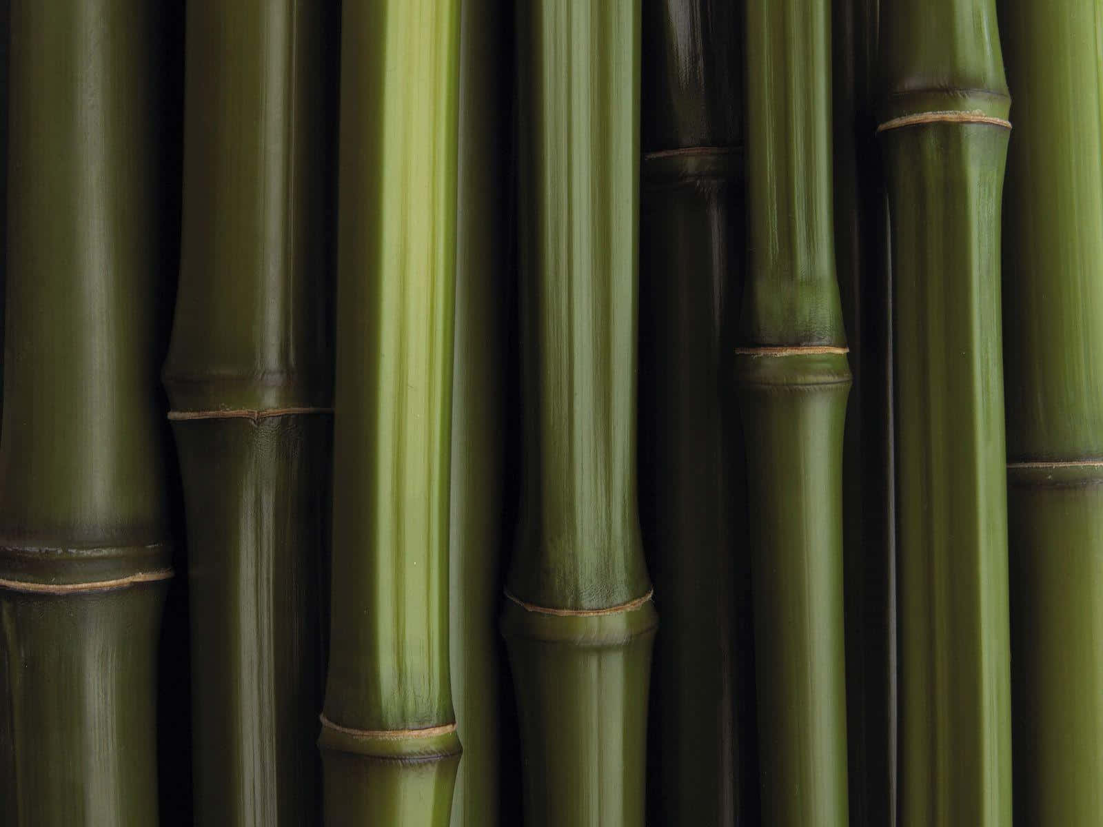 Green Bamboo Sticks Against a Vibrant Red Background Wallpaper