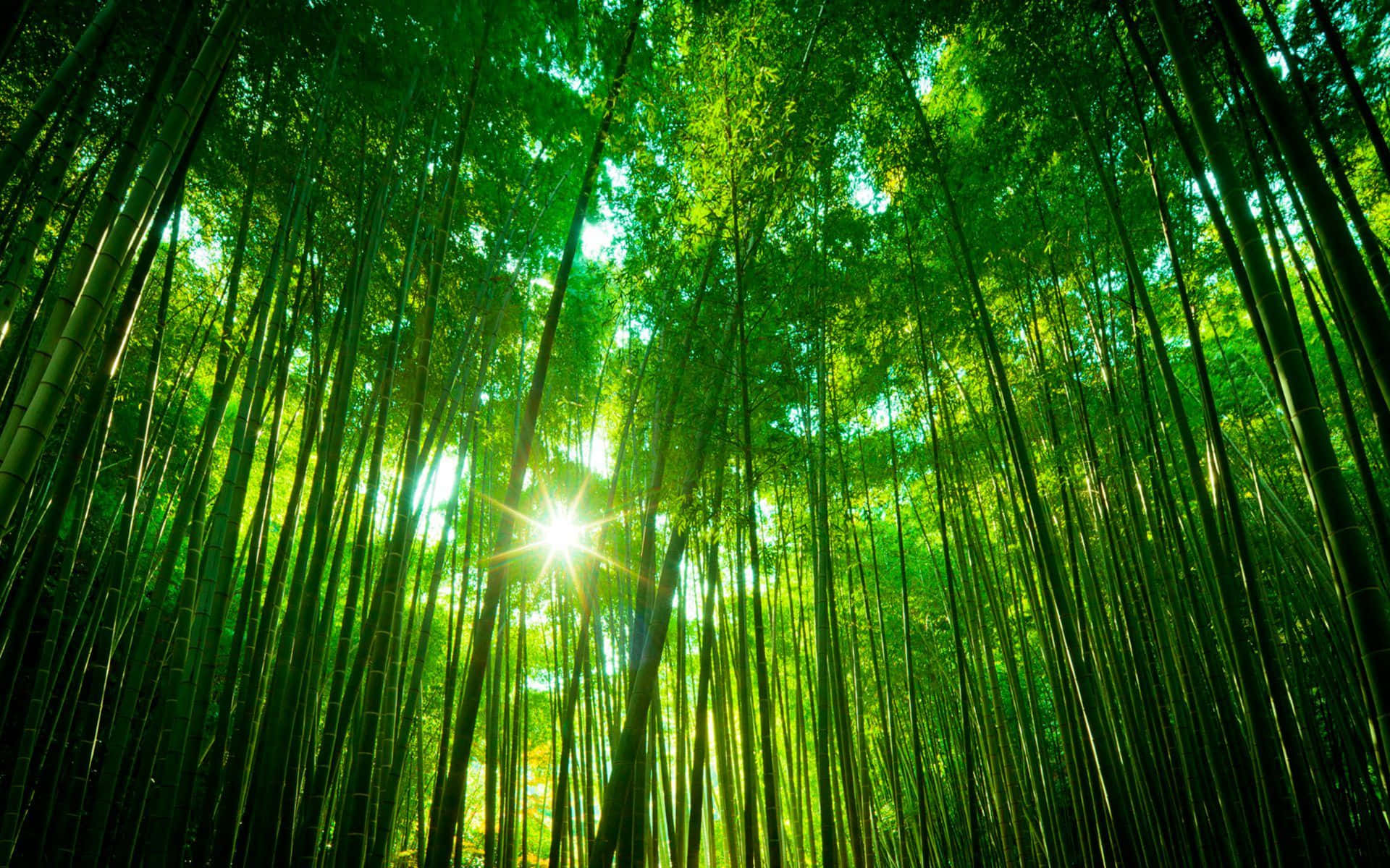 Bamboo Forest With Sunlight Shining Through The Trees Wallpaper