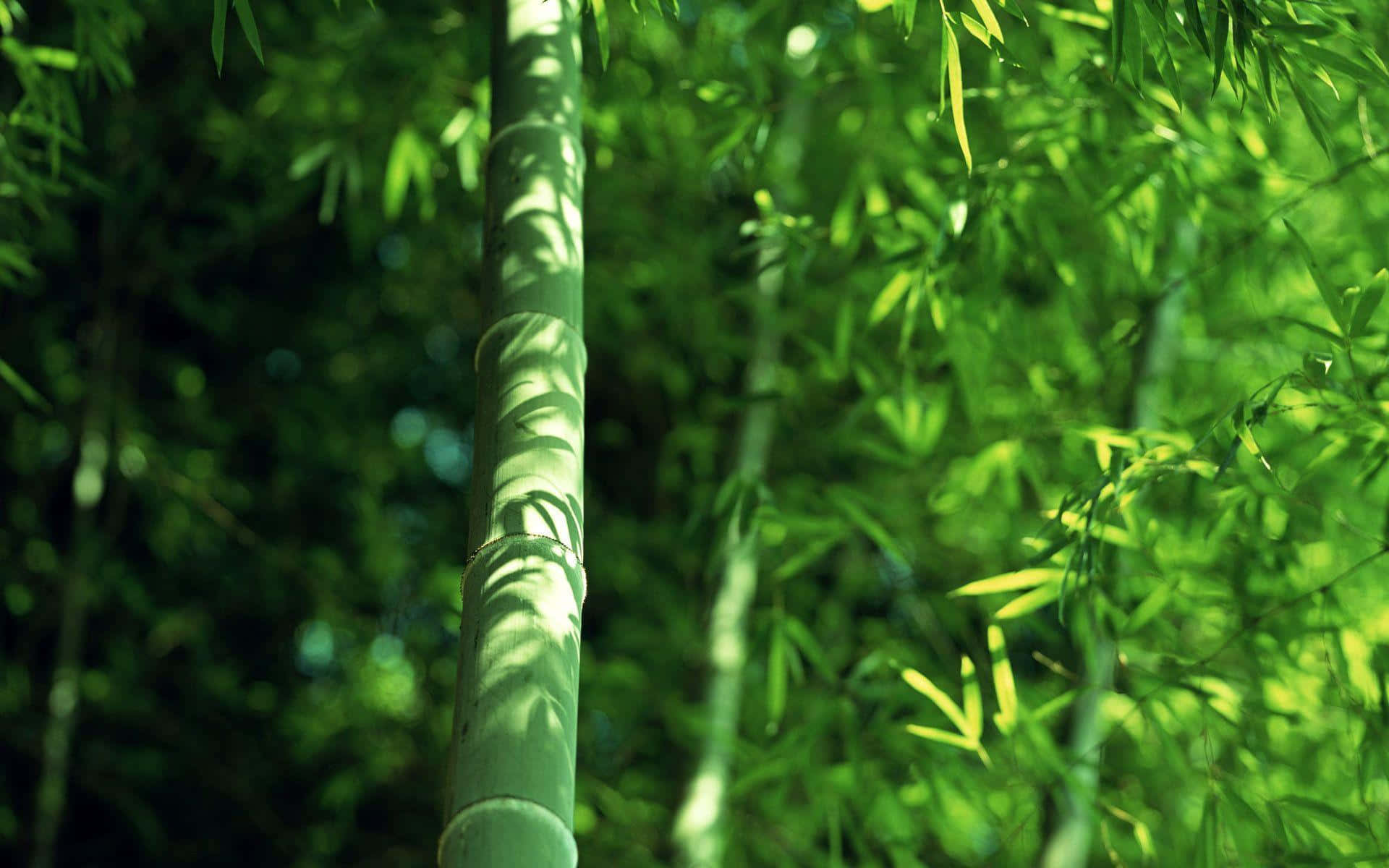 Alberodi Bambù Nella Foresta Sfondo