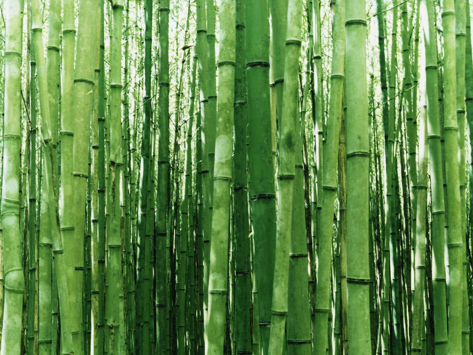 Florestade Bambu - Floresta De Bambu - Floresta De Bambu - Floresta De Bambu Papel de Parede