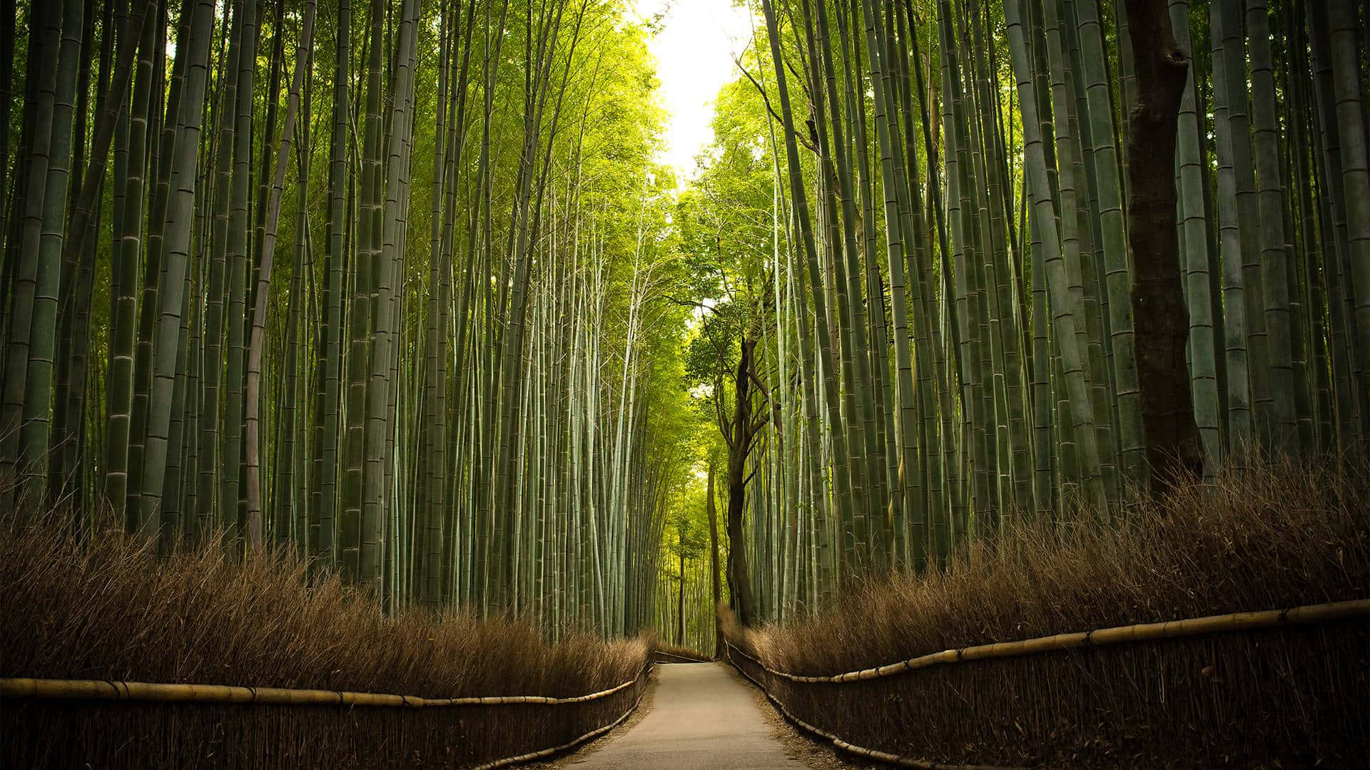 Forestadi Bambù A Kyoto Sfondo