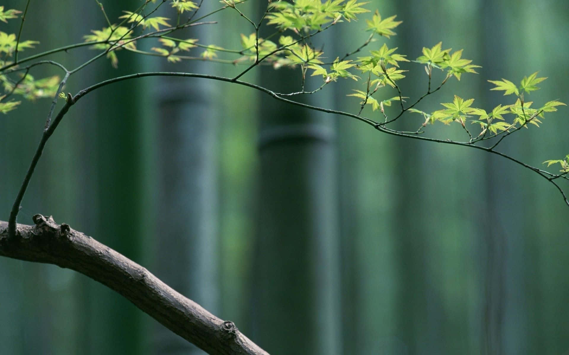 “Green Bamboo Background on a Desktop” Wallpaper