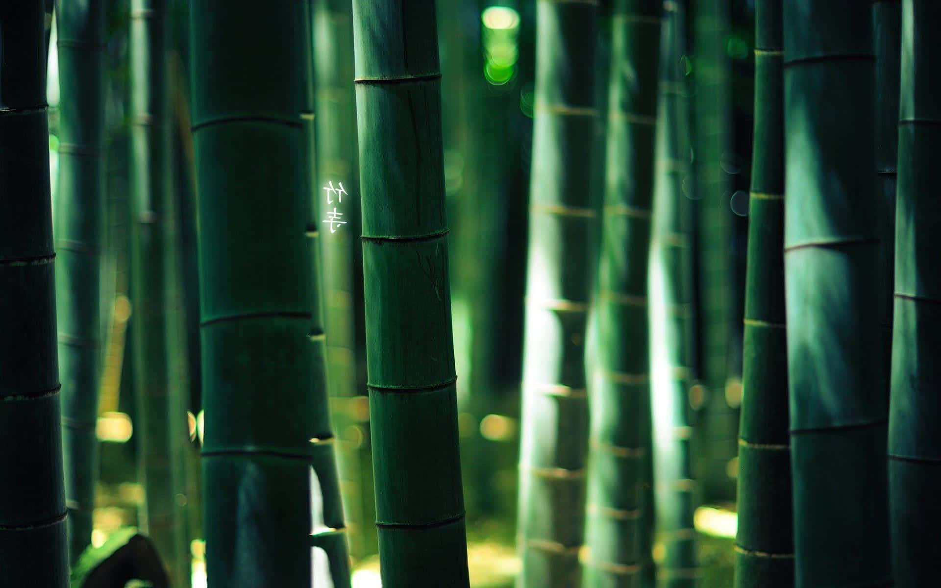 A peaceful view of a desktop filled with bamboo. Wallpaper