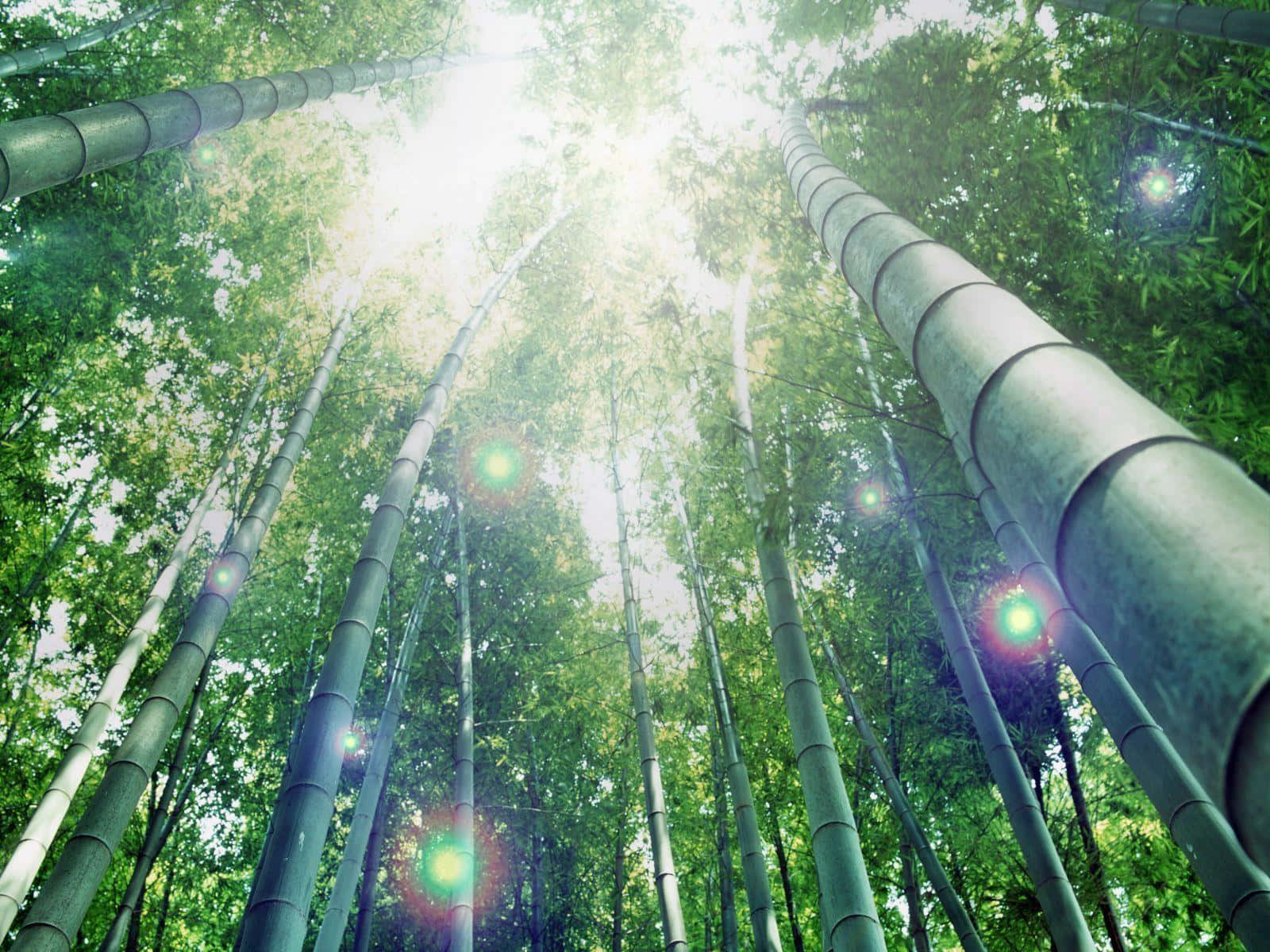 View of Bamboo Desktop Wallpaper