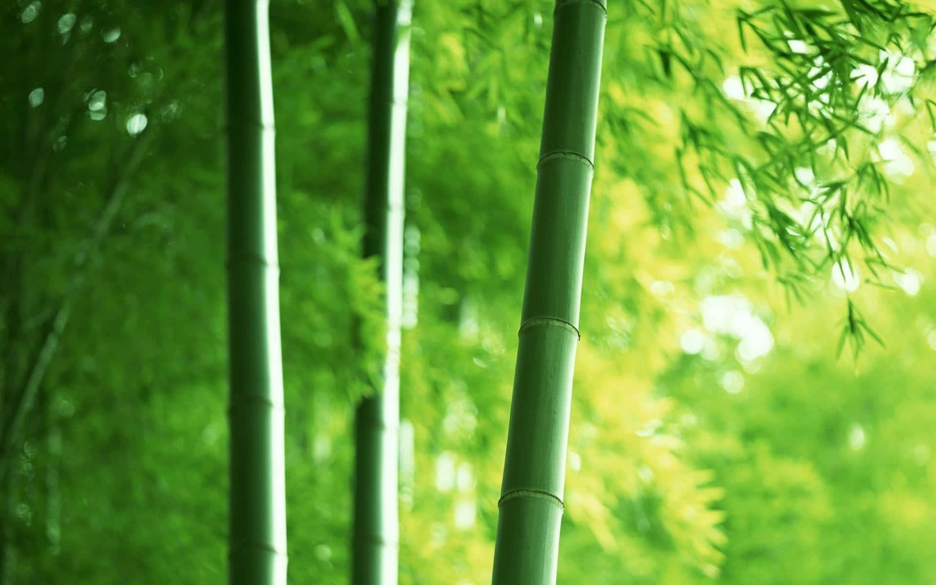 Genießensie Die Beruhigende Wirkung Eines Atemberaubenden Bambus-hintergrunds Für Ihren Desktop Wallpaper