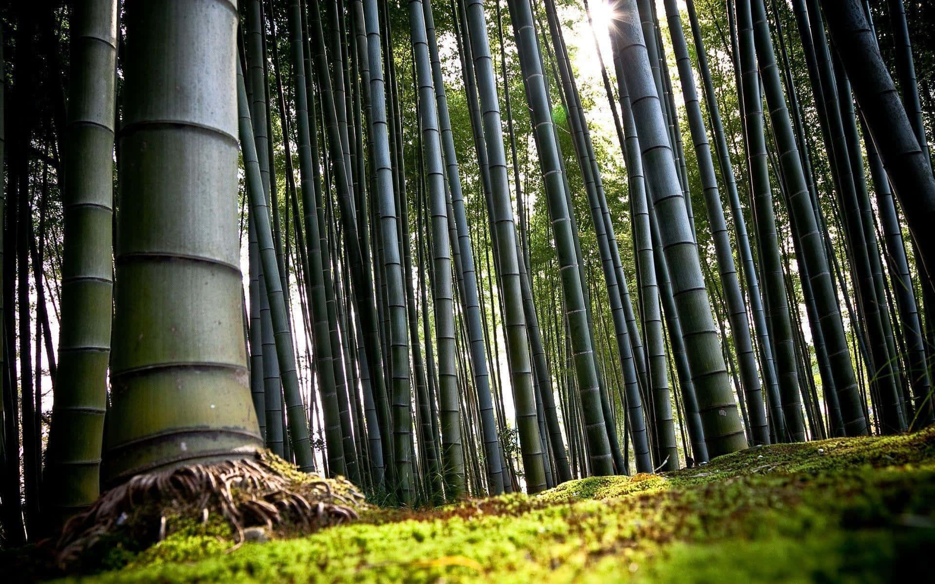 Immagineufficio A Casa Con Una Scrivania Di Bambù Sfondo