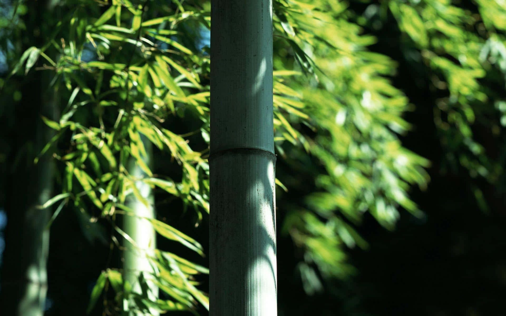 Alberodi Bambù Nella Foresta Sfondo