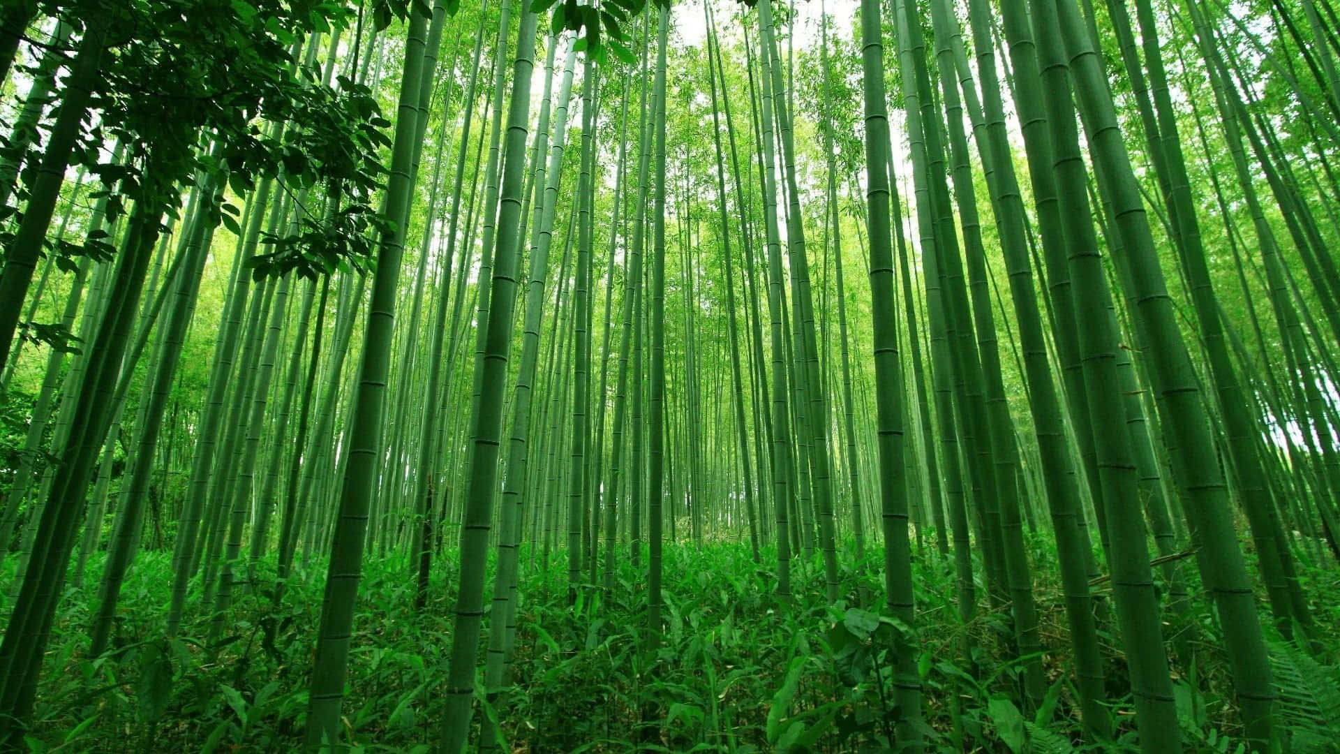 Forest Of Tall And Green Bamboo Desktop Wallpaper