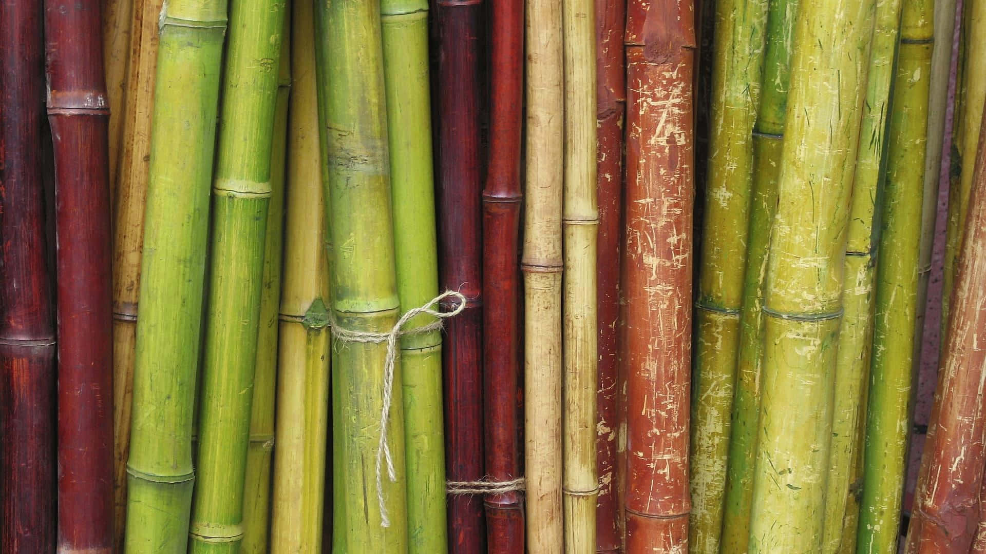 Olikafärgade Bambupinnar Till Skrivbordsbakgrund. Wallpaper