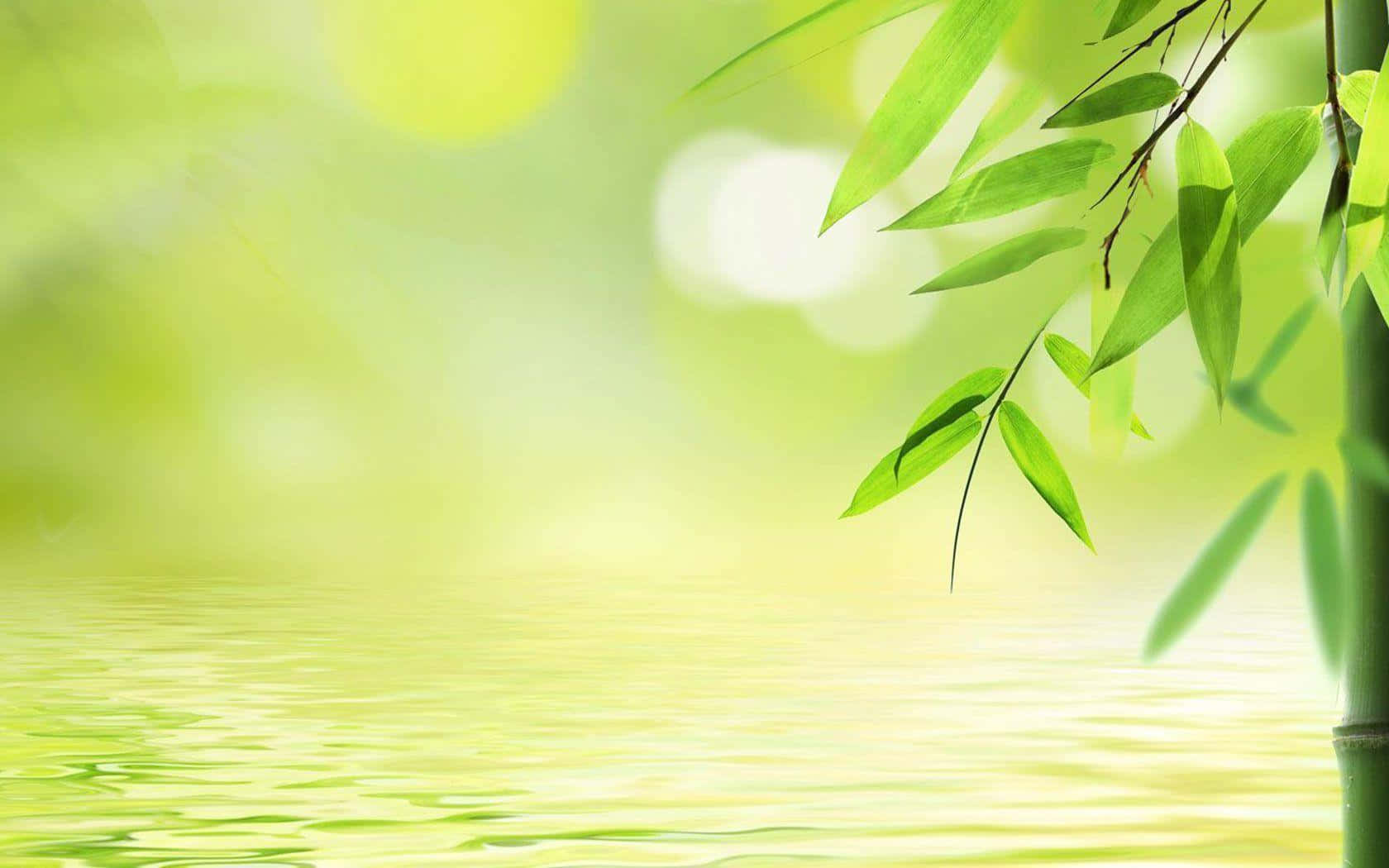 Alberodi Bambù In Acqua Con Foglie Verdi Sfondo