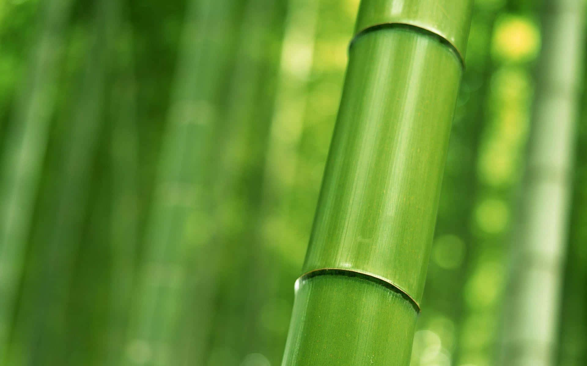 Bamboo Decoration Enhances Desktop - Modern Twist on Nature Wallpaper