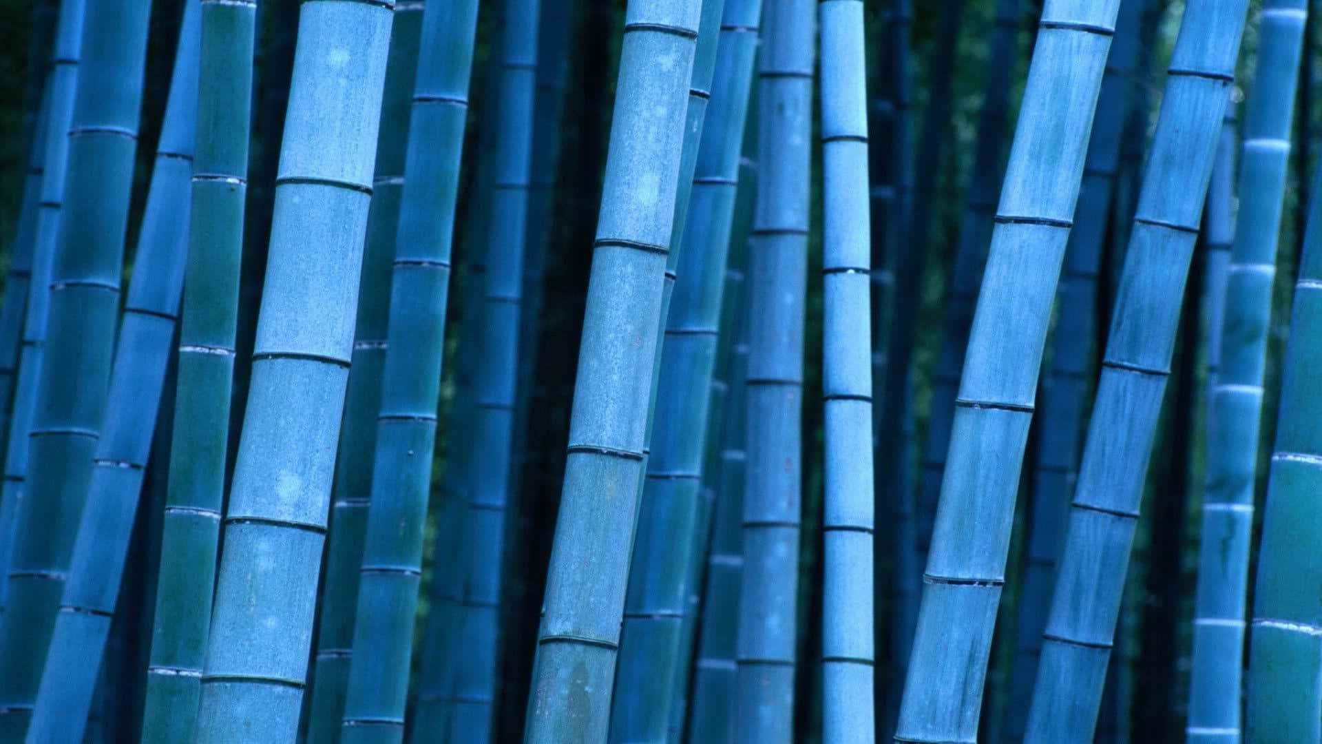 Embrace Zen with a Bamboo Desktop Wallpaper