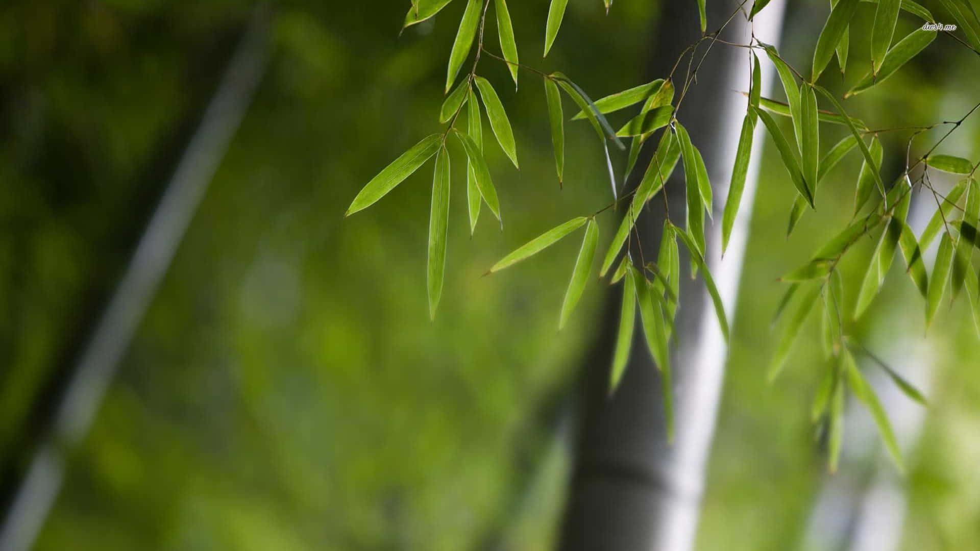 Small Leaves Of Bamboo Desktop Wallpaper