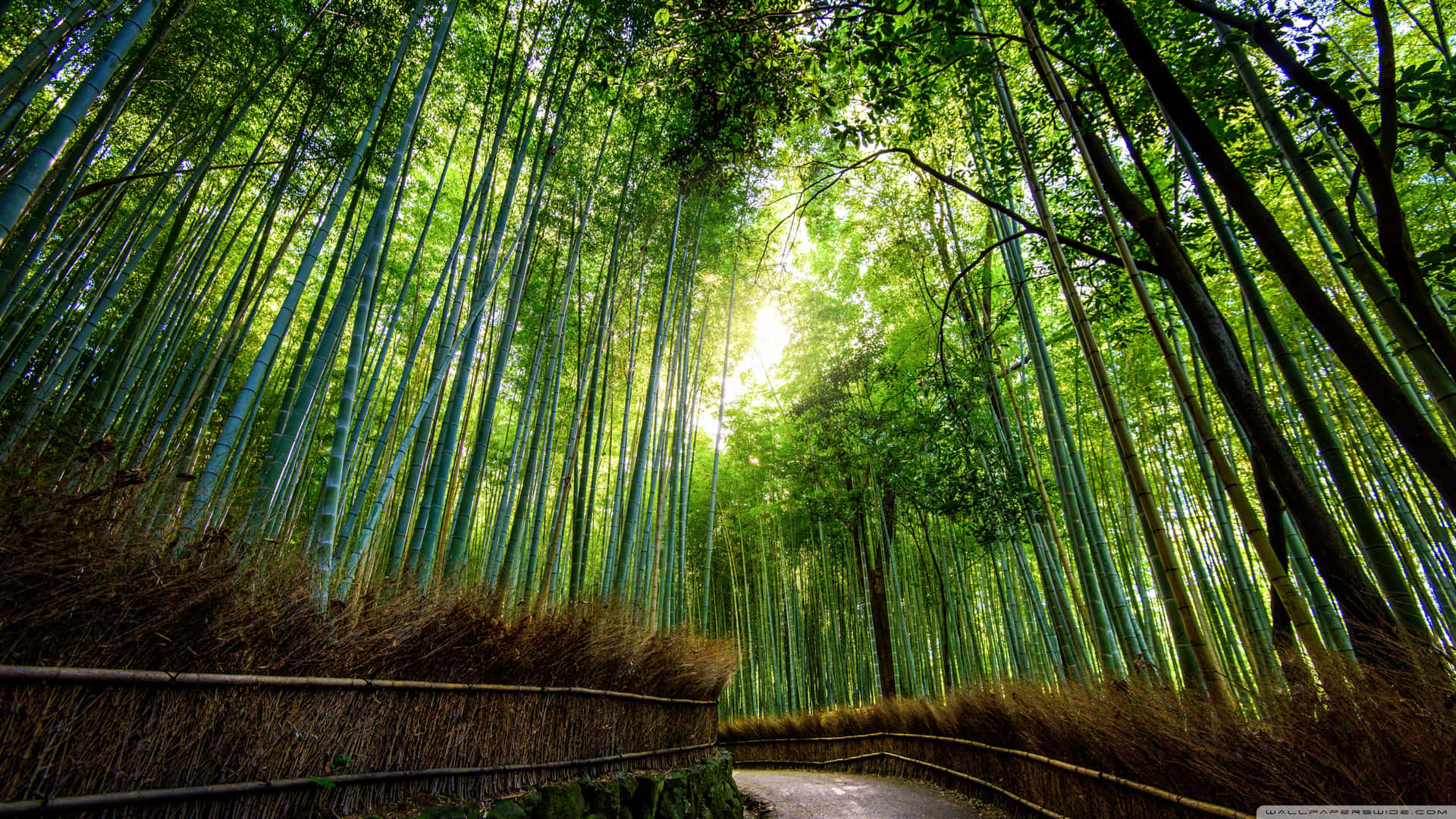 Curvy Bamboo Forest Way Wallpaper