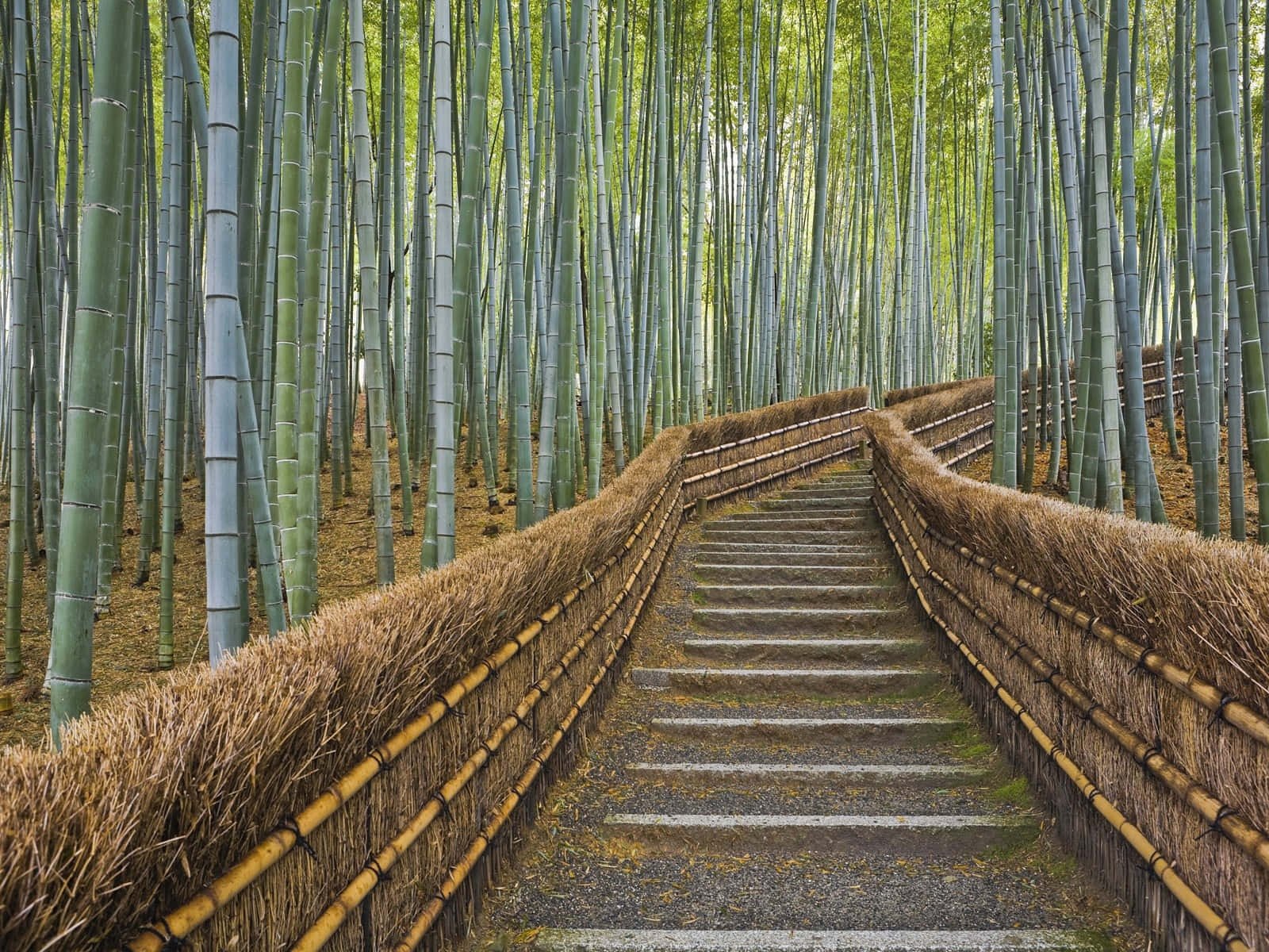 Bosquede Bambú Con Sendero De Piedra. Fondo de pantalla
