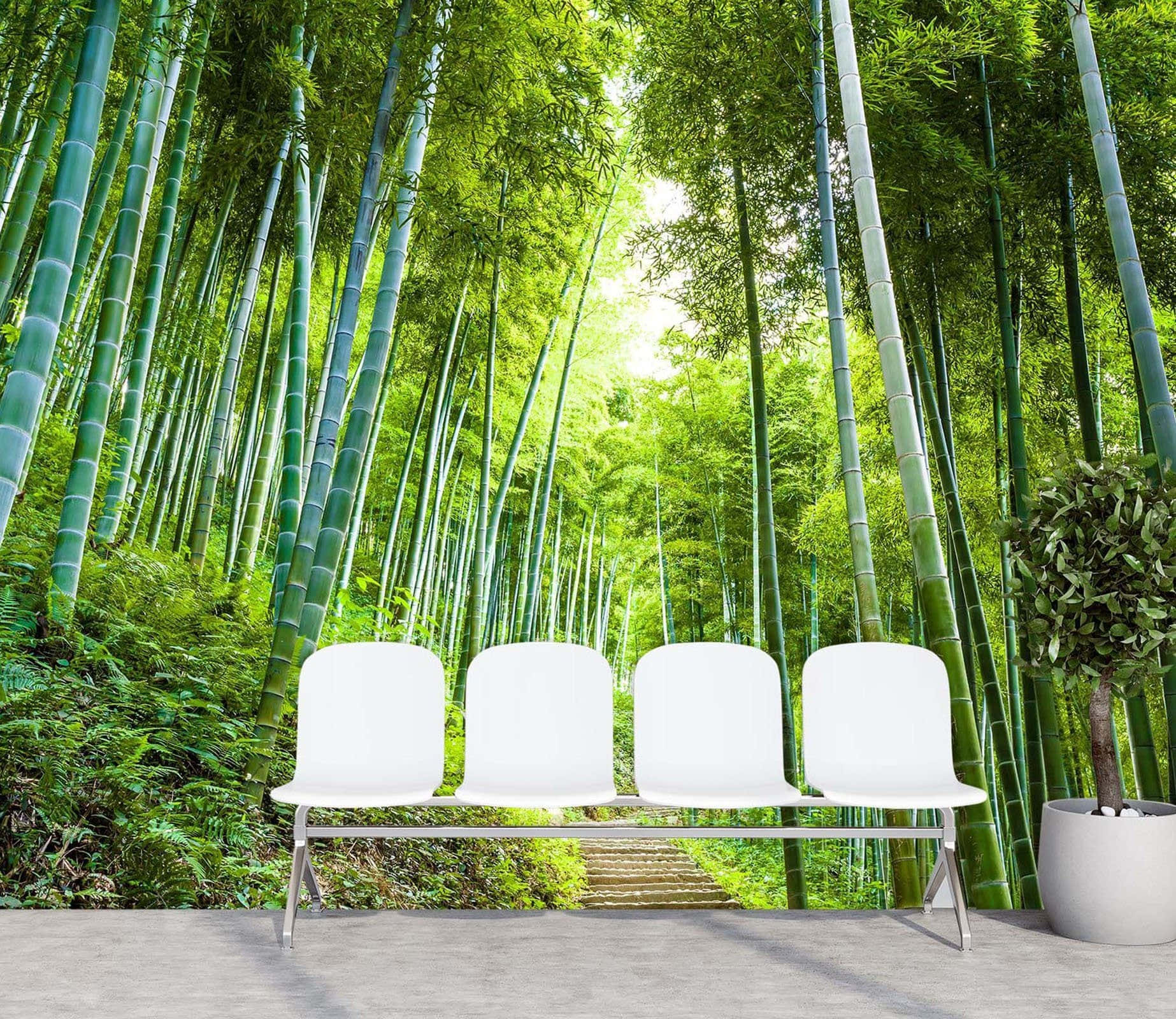 Sediebianche Nella Foresta Di Bambù Sfondo
