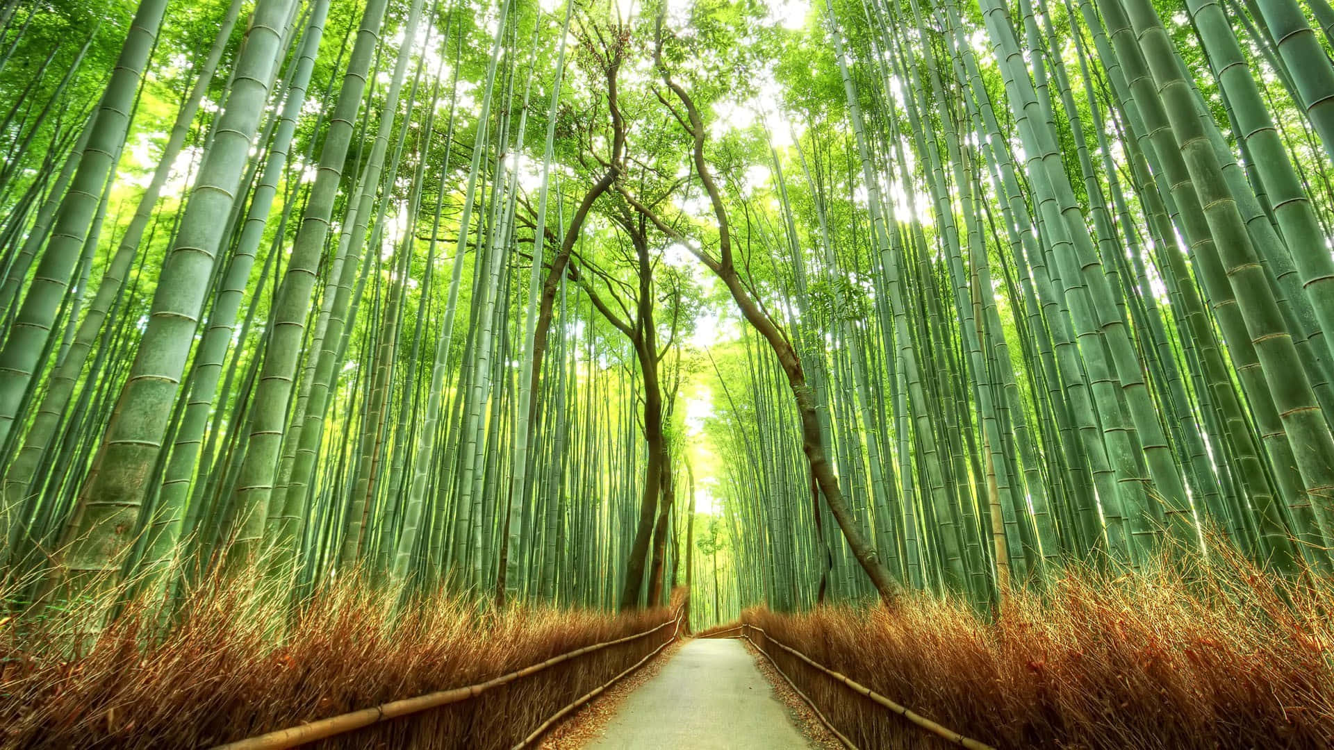 Uncamino A Través De Un Bosque De Bambú Fondo de pantalla
