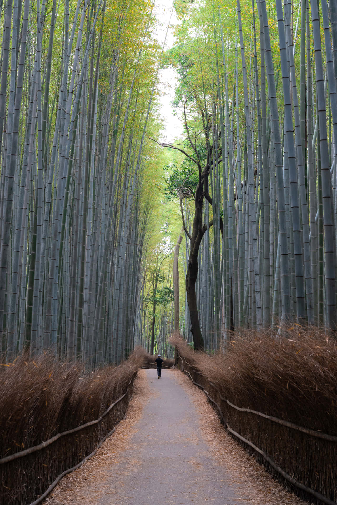 Hombreen El Bosque De Bambú. Fondo de pantalla