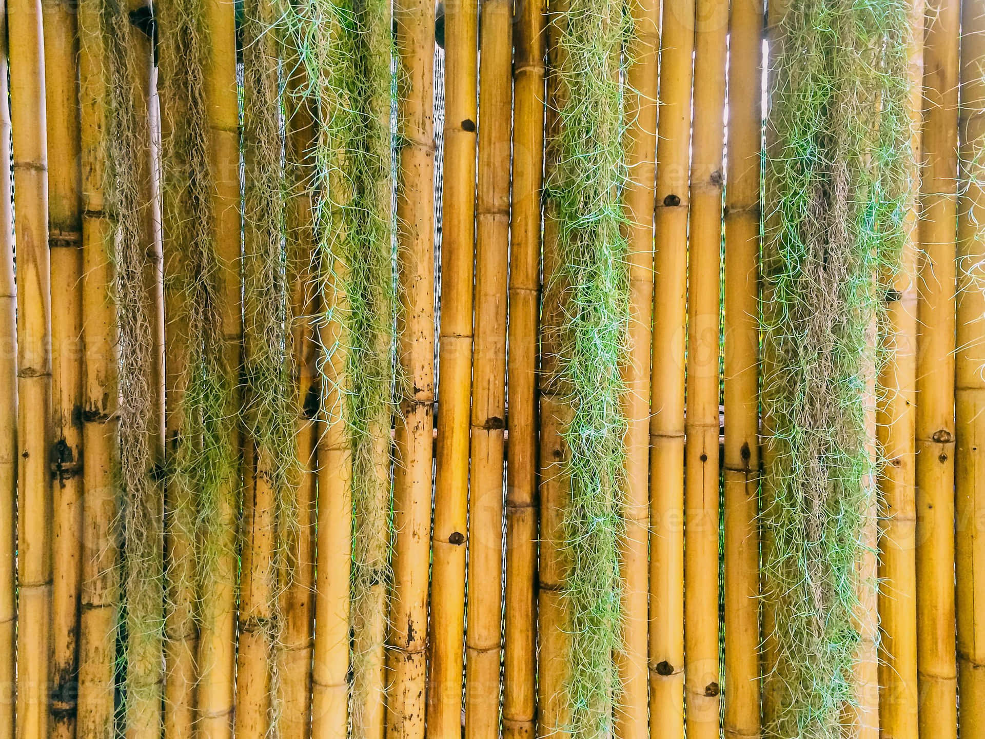 Bambuswaldwand Wallpaper