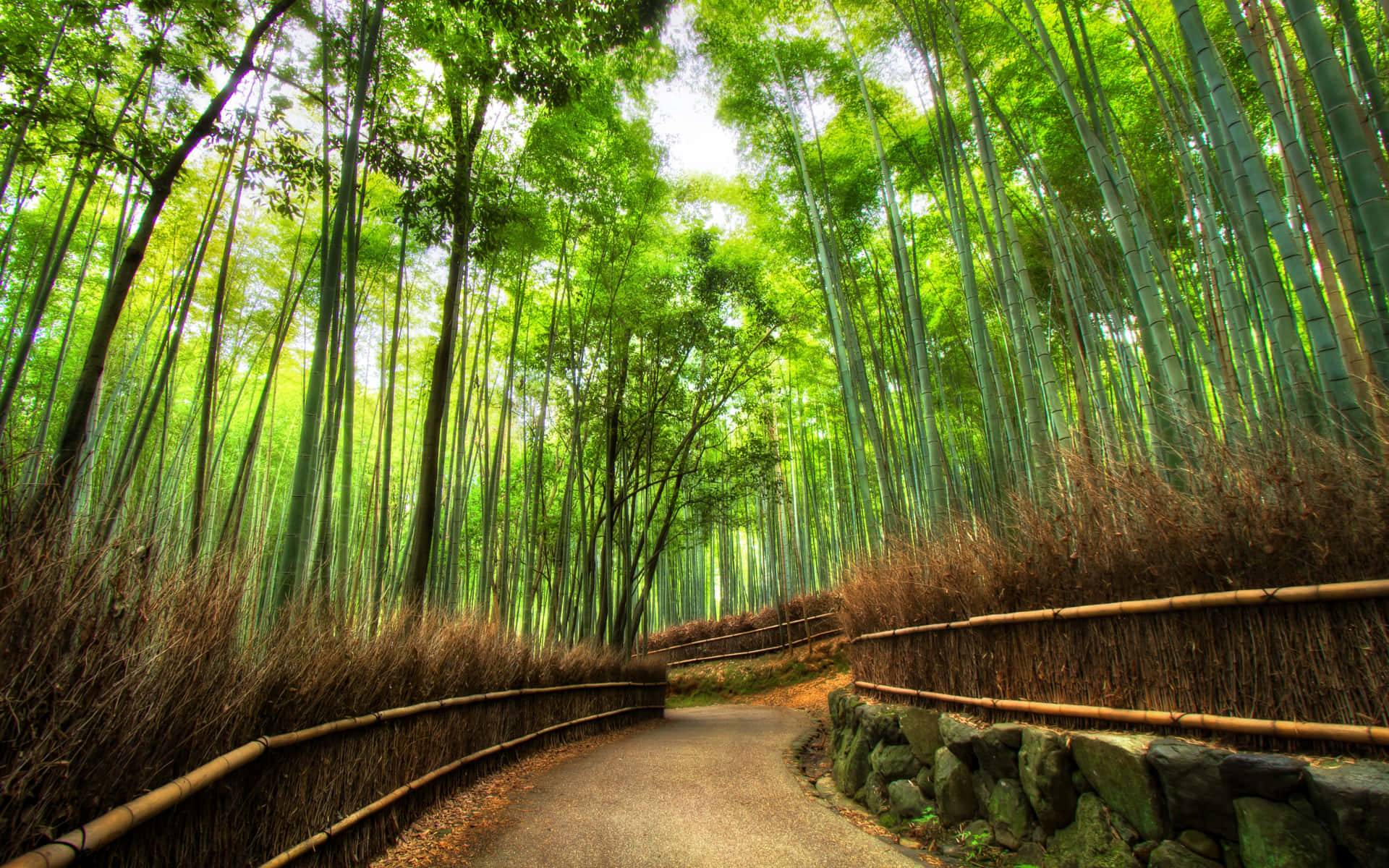 Bosquede Bambú Verde Fondo de pantalla