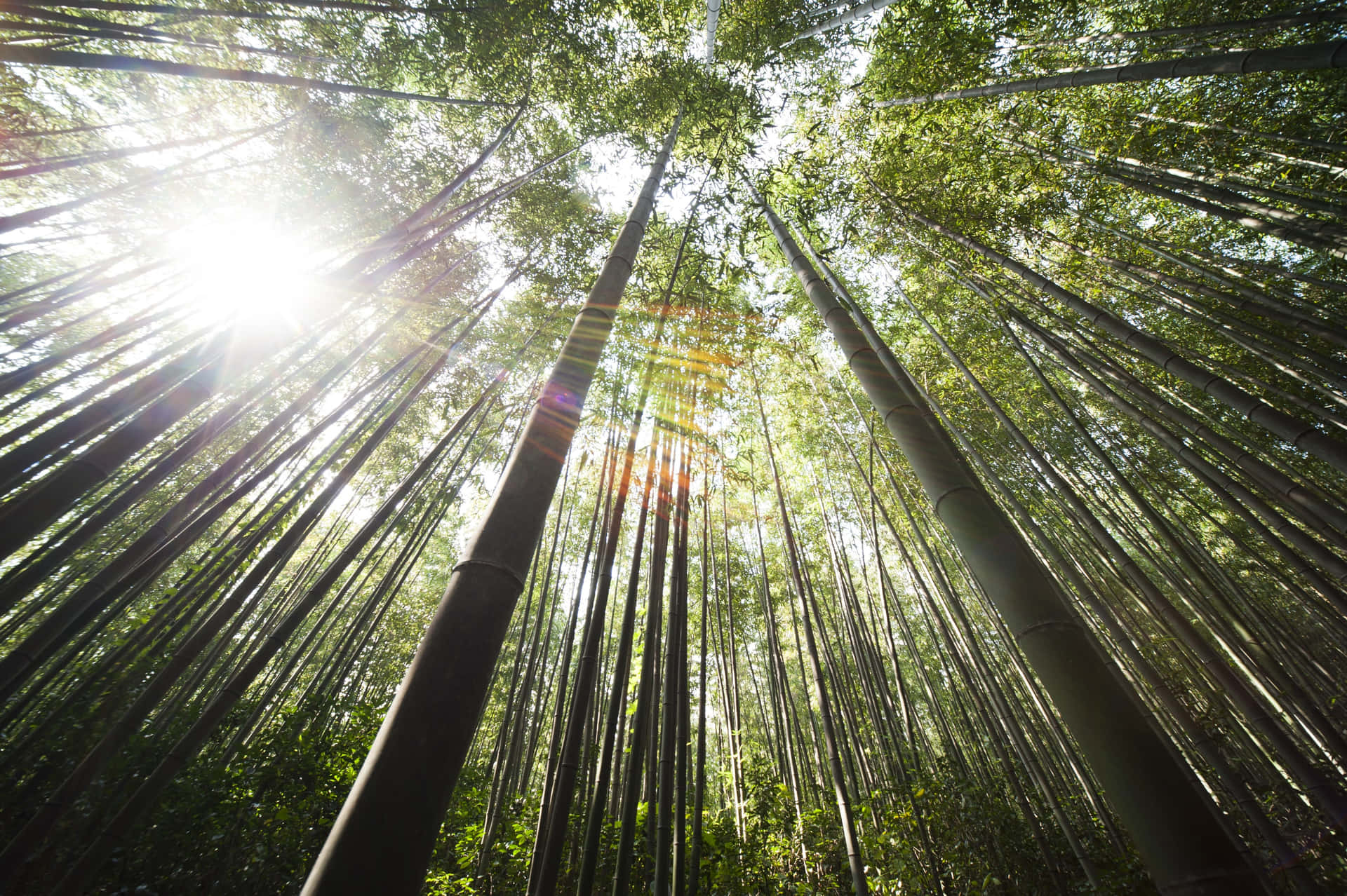 Lys solskin på bambusskov Wallpaper