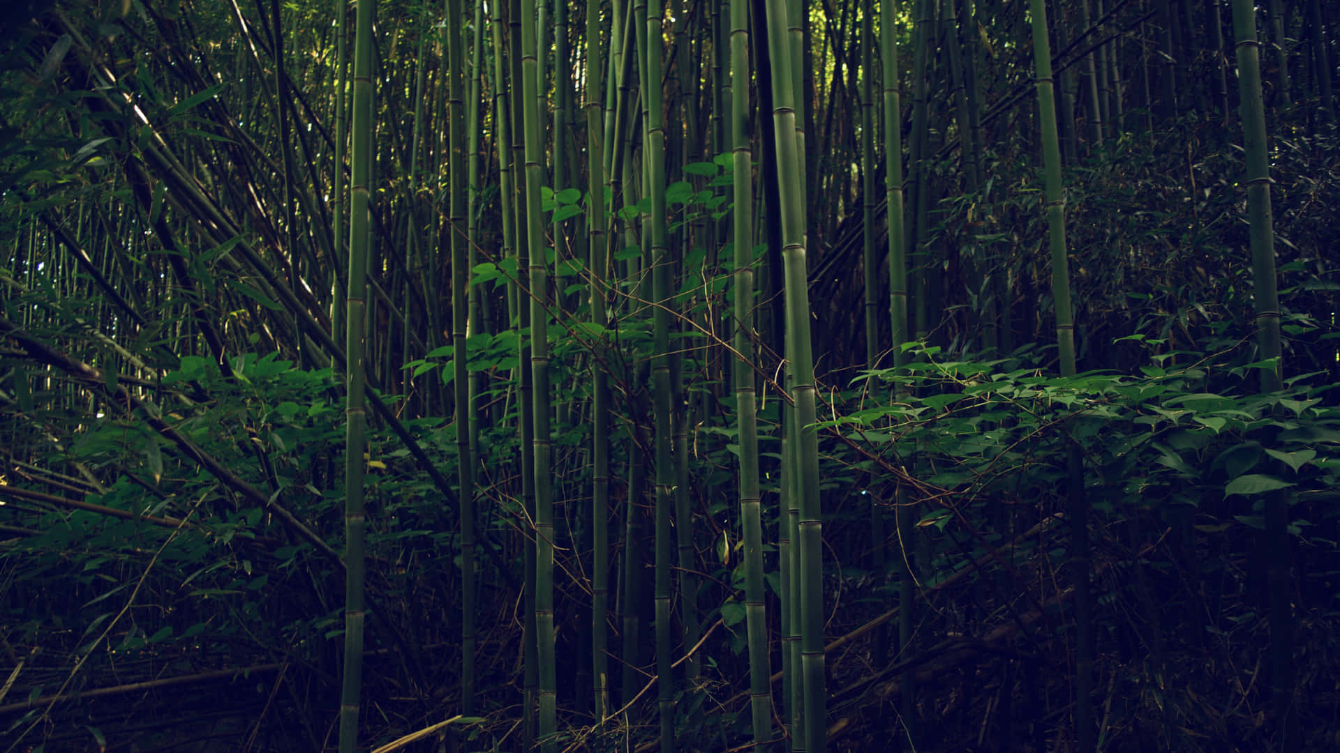 Bosquede Bambú Frondoso. Fondo de pantalla