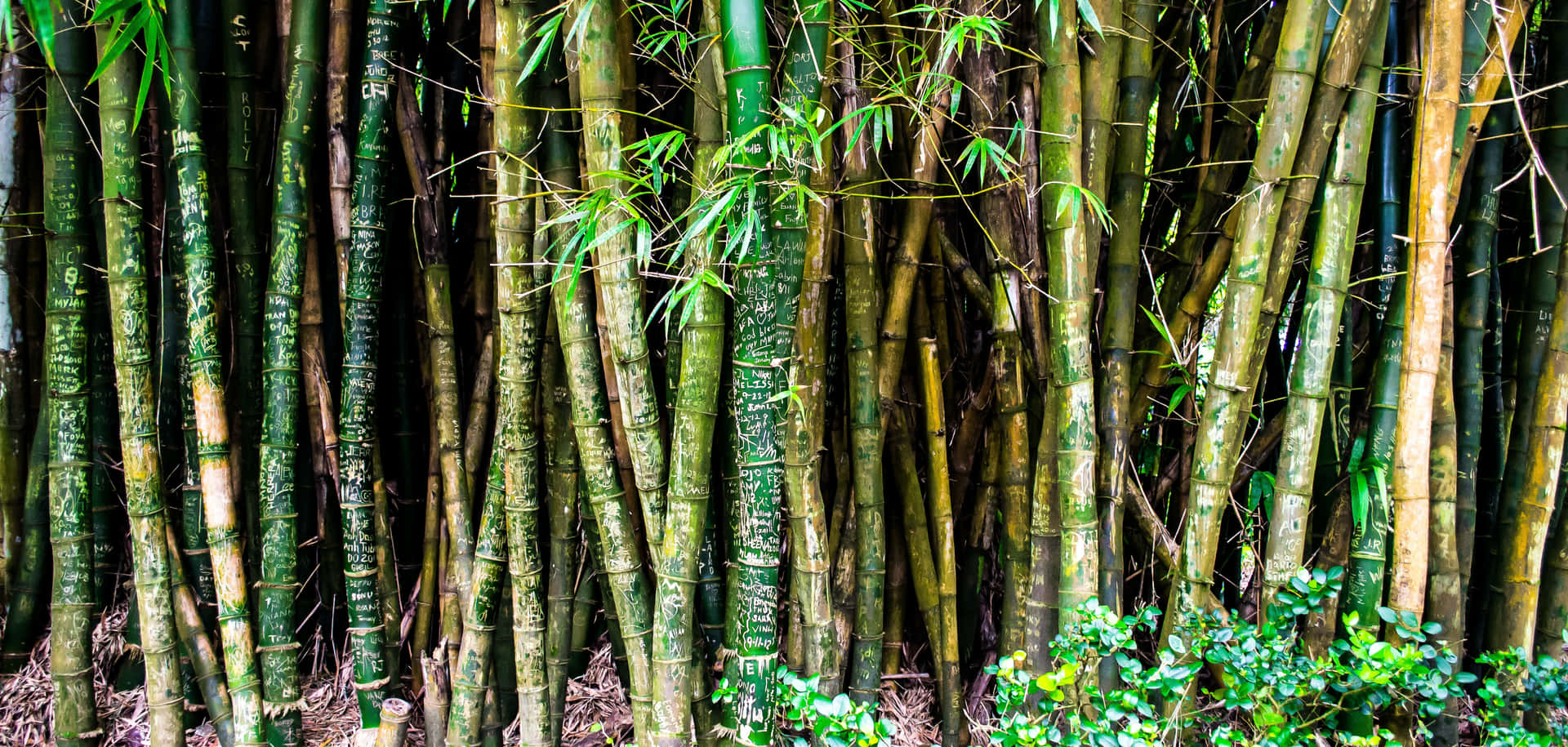 Bosquede Bambú Con Plantas Fondo de pantalla